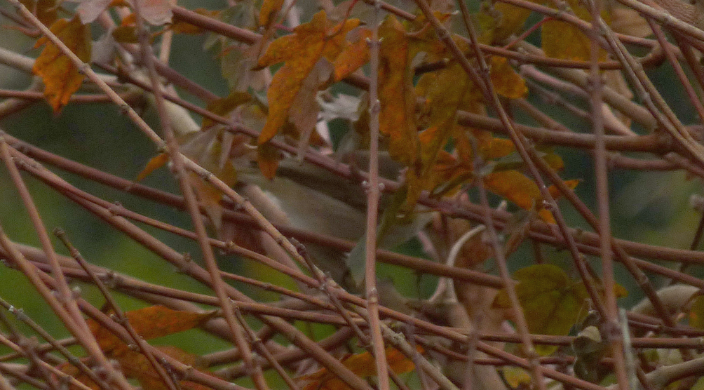 "Siberian" Chiffchaff - Rousse - 1 Nov 16 - even though you cannot see the head, note the pale brown back and whitish colour below.