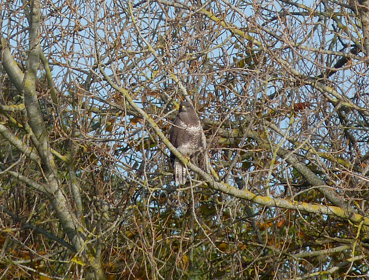 Buzzard - Baubigny - Nov 16