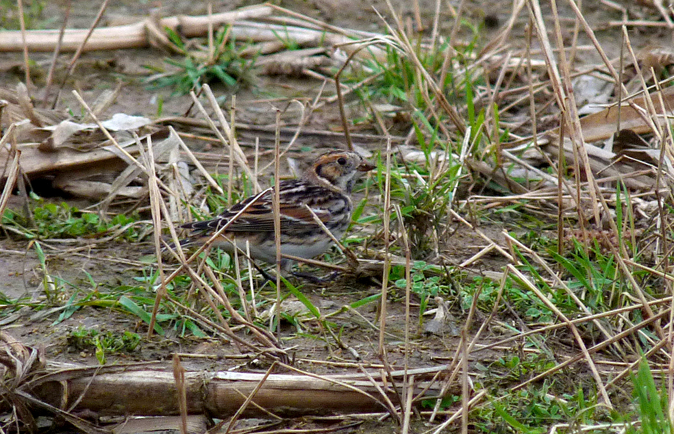 Lapland Bunting - Mont Herault fields, Pleinmont - 26 Nov 16