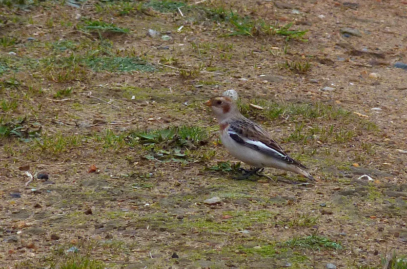 Snow Bunting - Pleinmont - 26 Nov 16