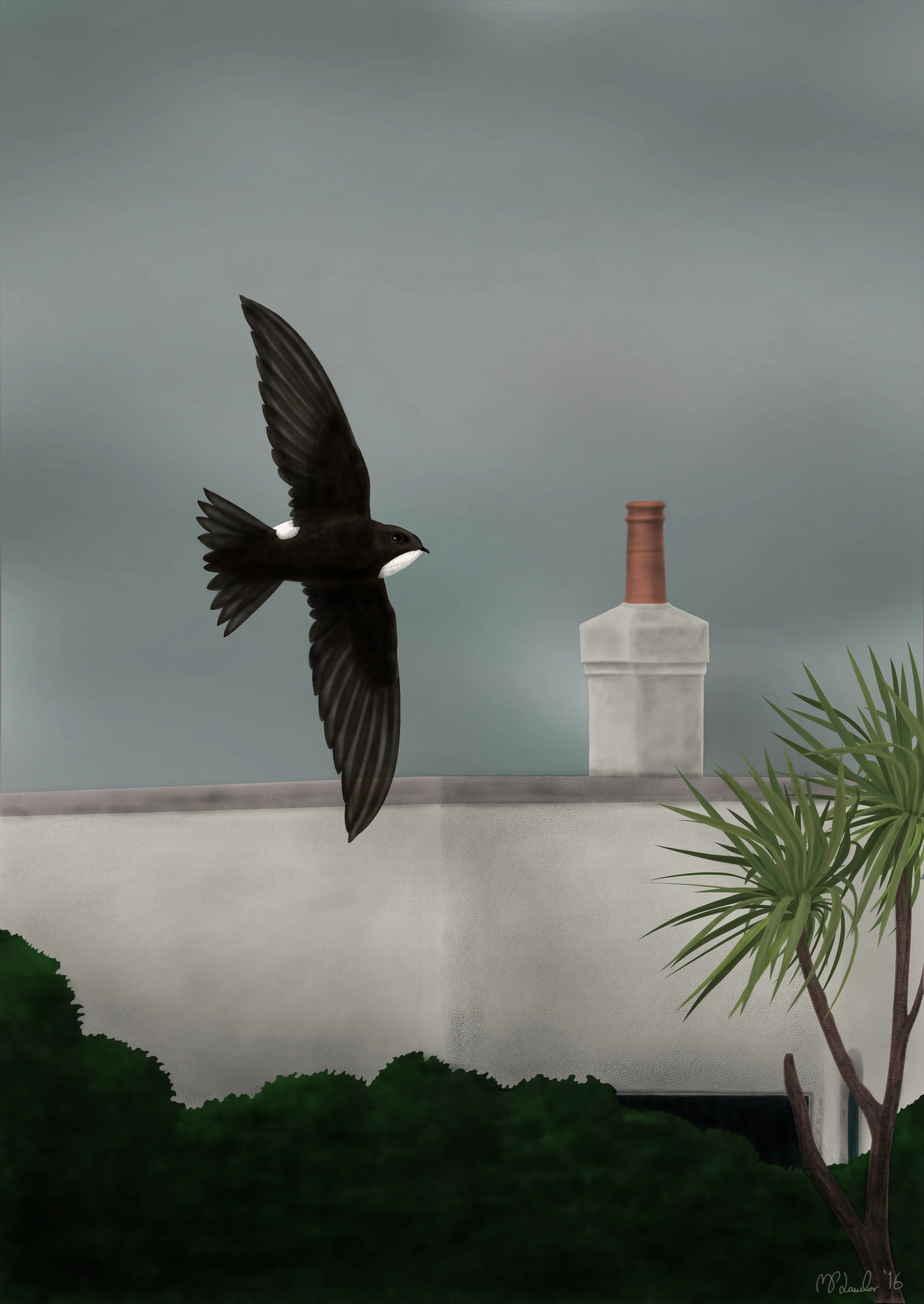 drawing of last year's Little Swift for the cover of the 2015 rarities report which is available to download from the rarity report page, accessed via the tab at the top of the page.