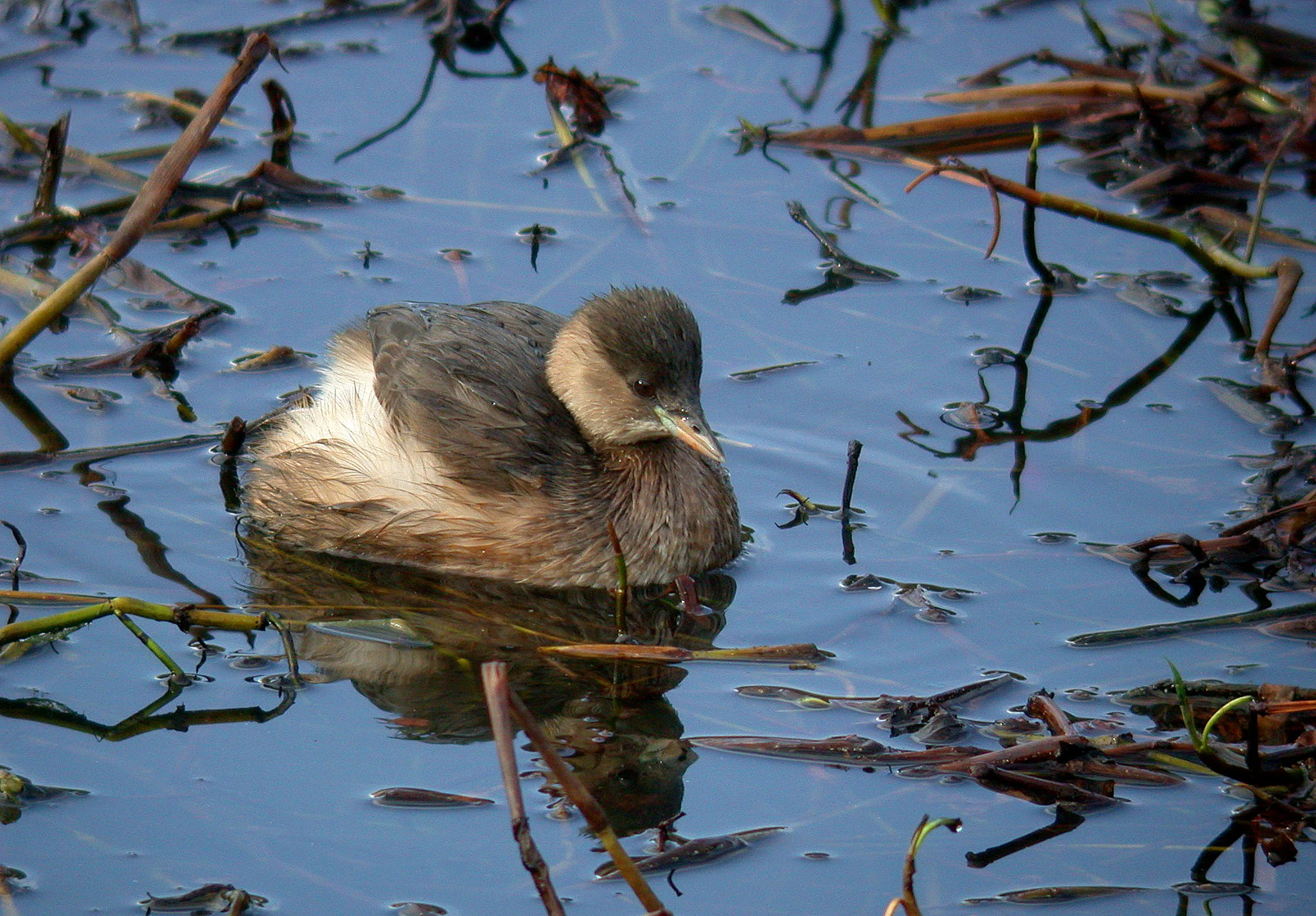 Little Grebe - Reservoir - 17 Nov 10