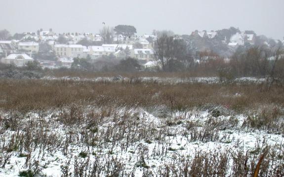 St Sampsons Marais (note the two Marsh Harriers by the distant pine)