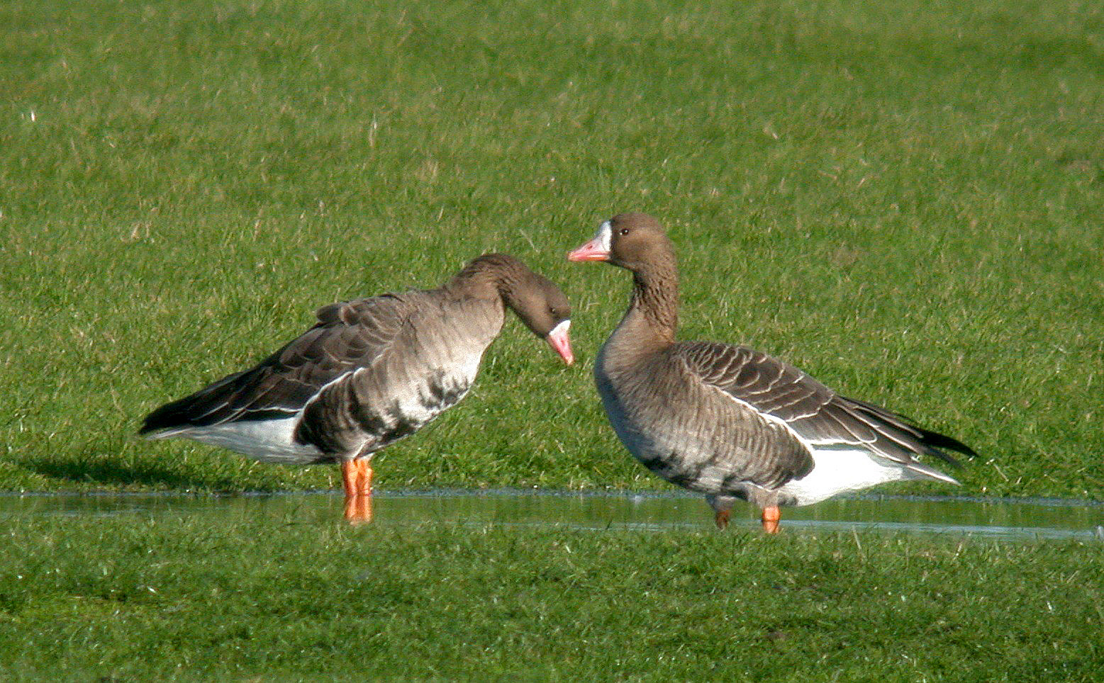 White-fronted GEESE - Old Aerodrome - 3 Dec 10