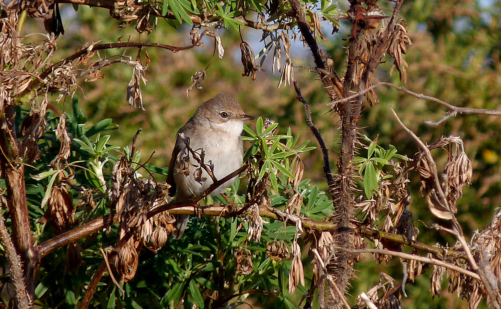 Whitethroat - Vazon - 17 Dec 16