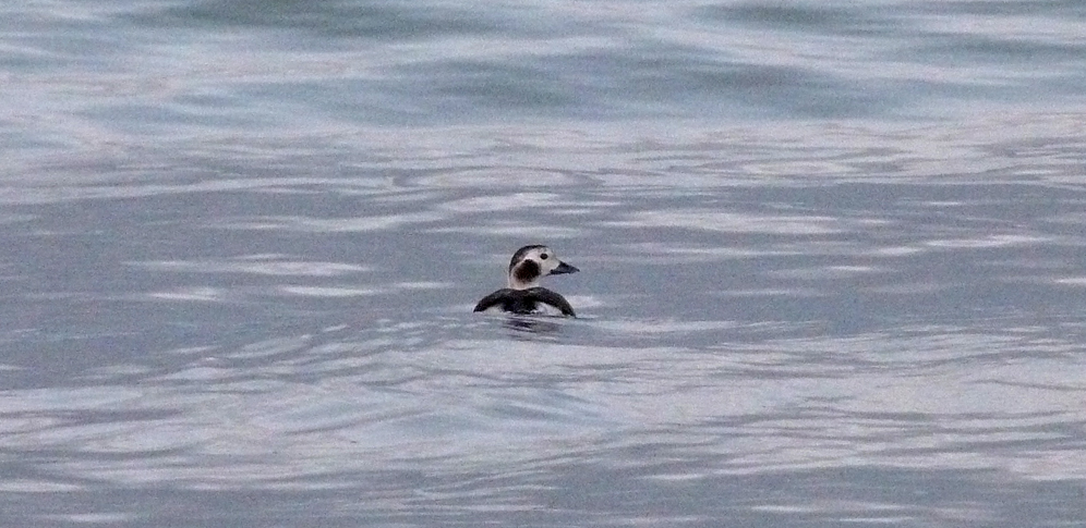 Long-tailed Duck - Pembroke - 17 Dec 16