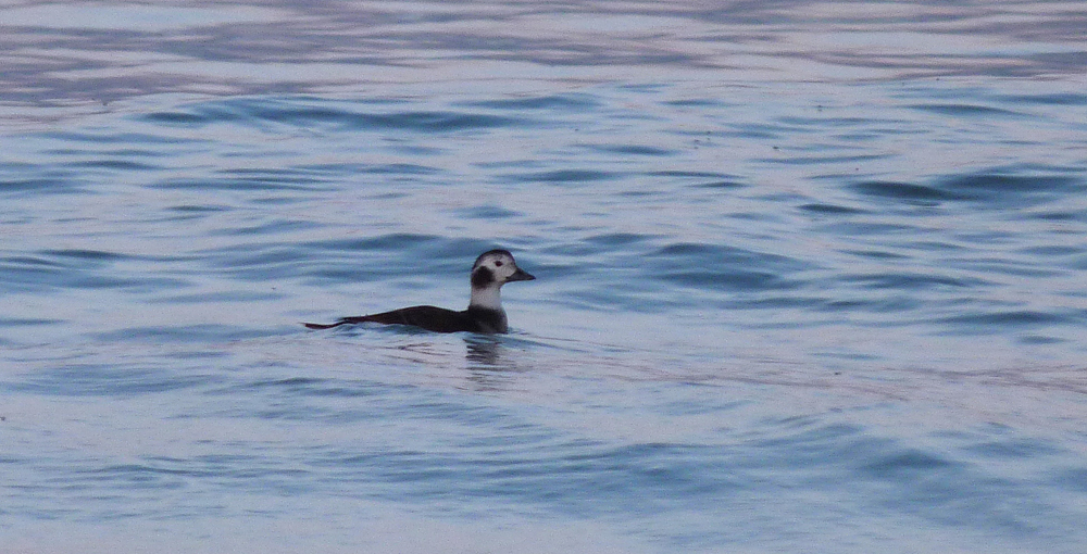 Long-tailed Duck - Pembroke - 17 Dec 16
