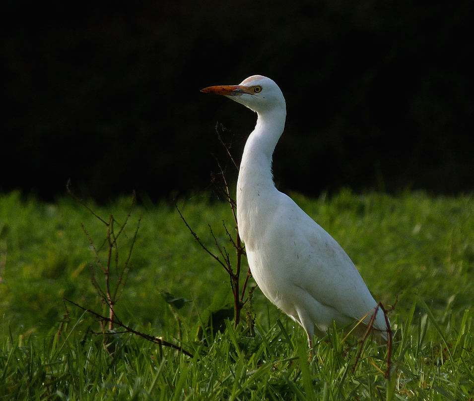 Cattle Egret - Fauxquets Valley - 22 Dec 16