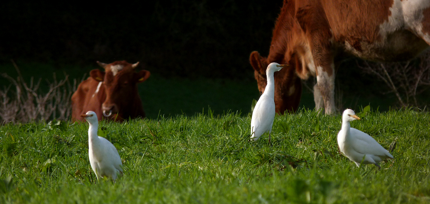 Cattle Egrets - Fauxquets Valley - 22 Dec 16