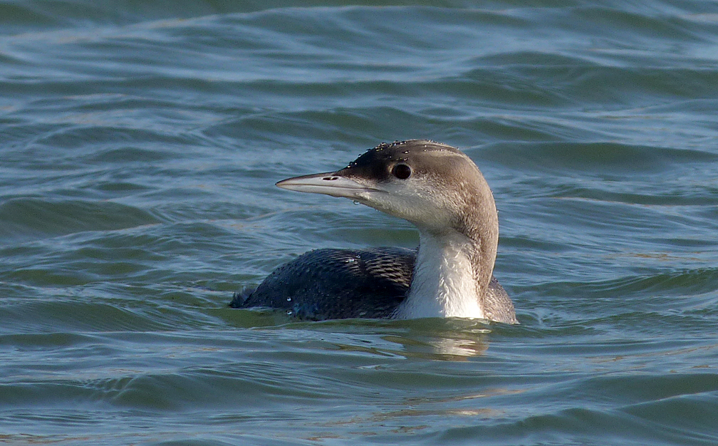 Black-throated Diver - Les Amarreurs - 22 Dec 16