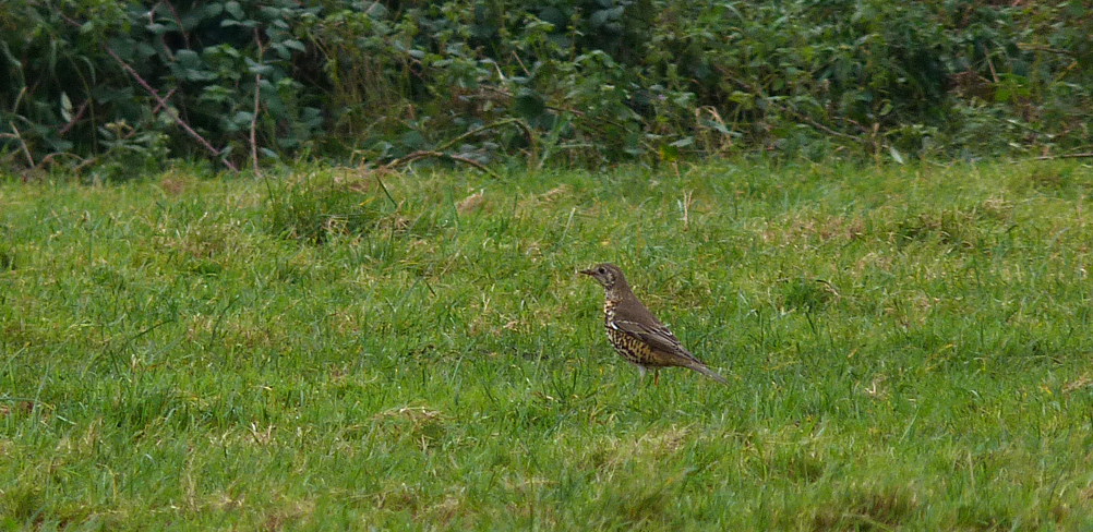 Mistle Thrush - nr Reservoir - 7 Dec 16