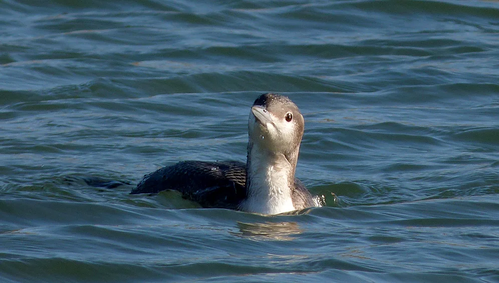 Black-throated Diver - Les Amarreurs - 22 Dec 16