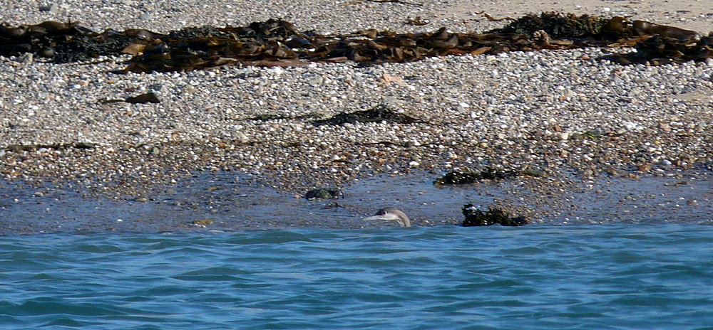 Black-throated Diver - Les Amarreurs - 22 Dec 16 - this photo shows just how close the diver was to the shore.