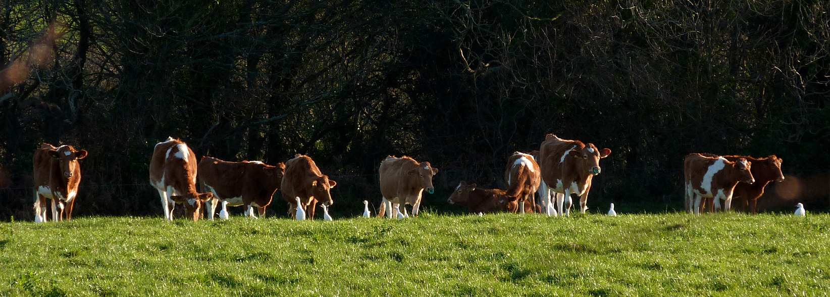 14 out of 15 Cattle Egrets - Raptor Ridge, Fauxquets - 22 Dec 16