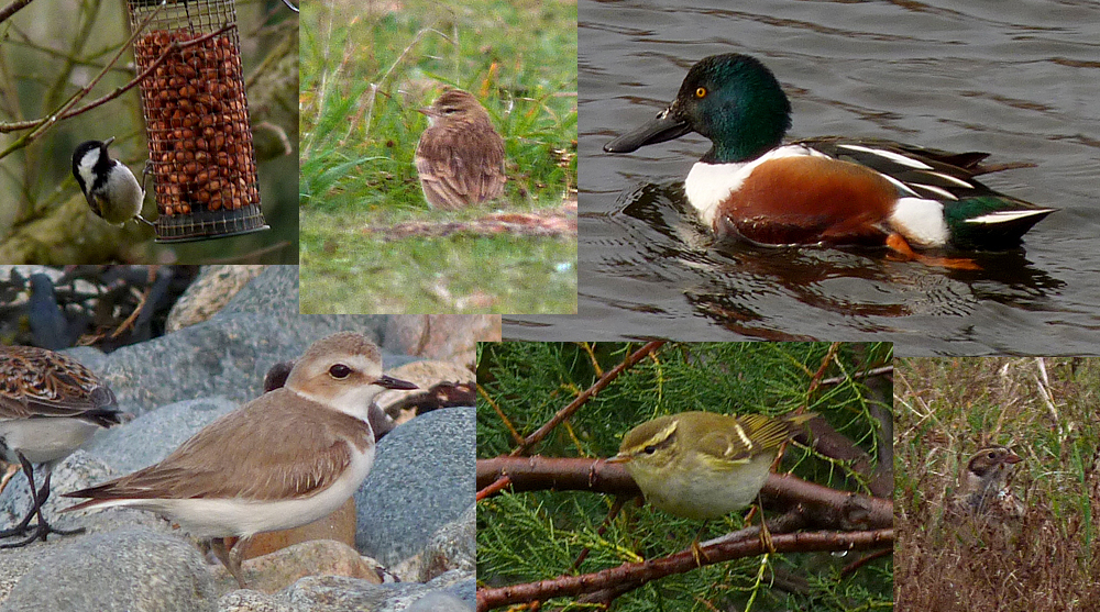 Photographed highlights of the patch in 2016 - Coal Tit, Short-toed Lark, Shoveler, Kentish Plover, Yellow-browed Warbler, Lapland Bunting