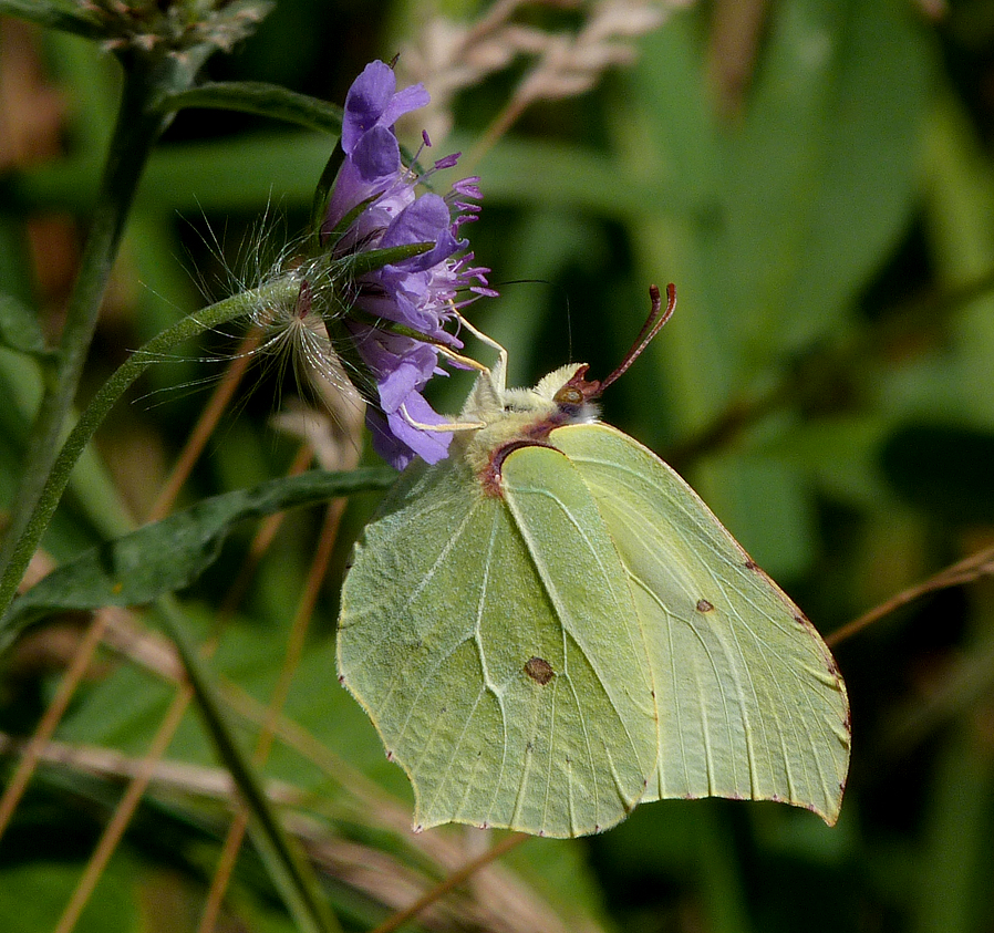 Brimstone on Scabious at Martin Down in July