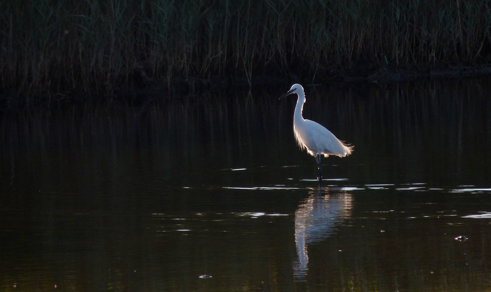 Little Egret at the Claire Mare in August
