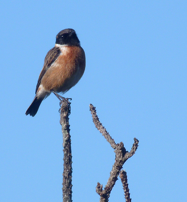 Stonechat, Ft Hommet, 23 Jan 17