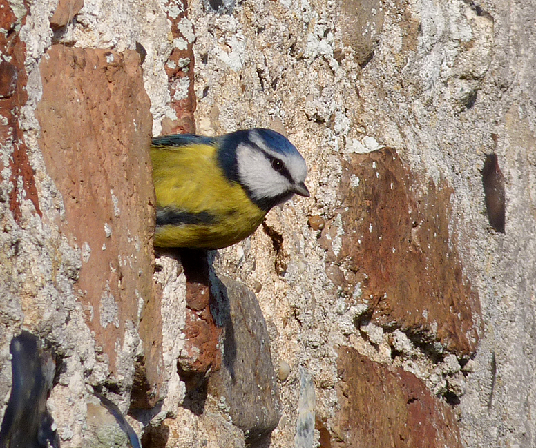 Blue Tit - Crostwick Church
