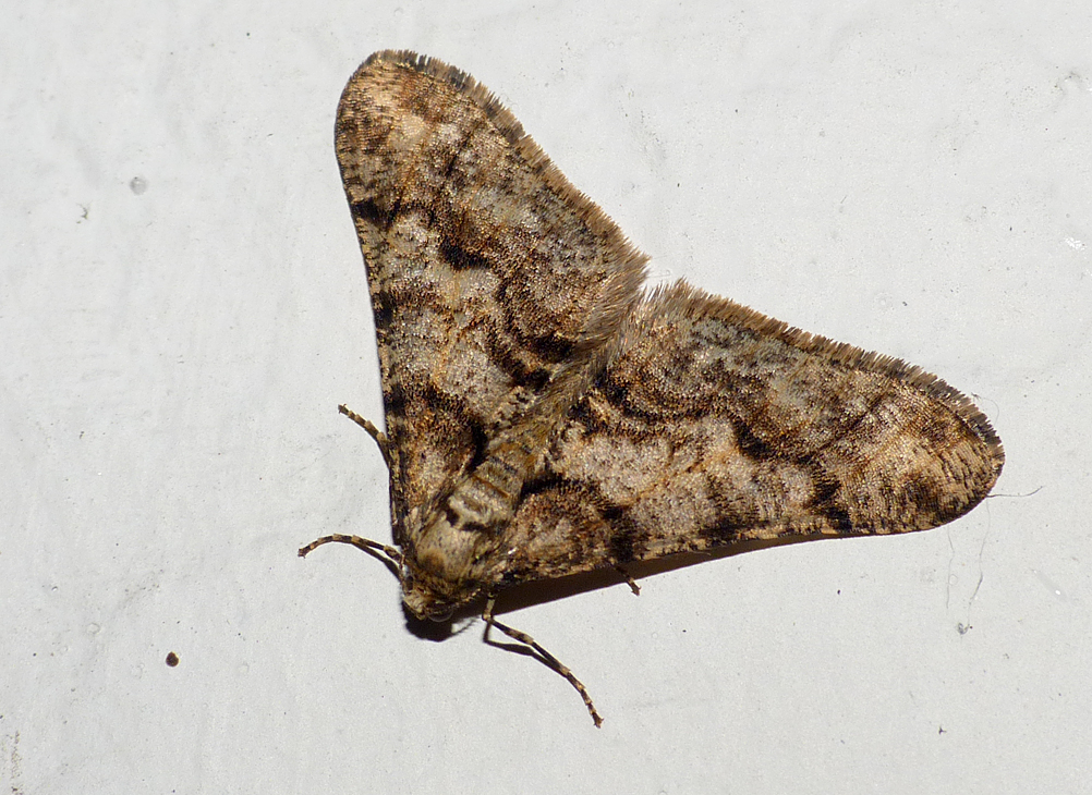 Spring Usher - Crostwick