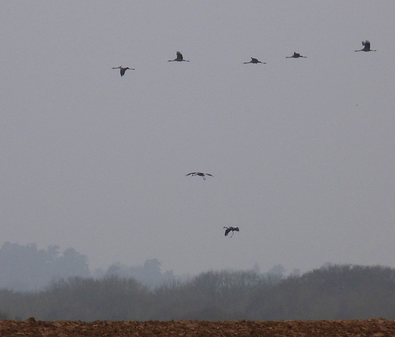 Cranes - Clippesby