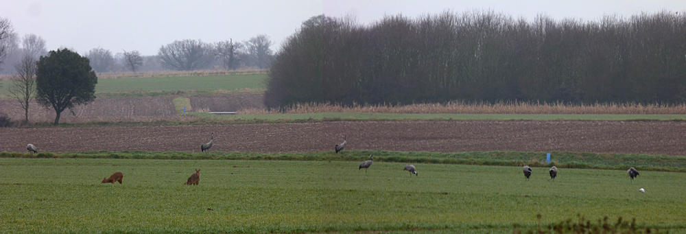 Cranes and Chinese Water Deer - Clippesby