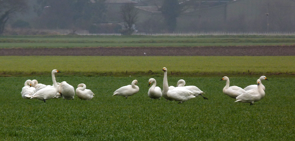 Bewick's Swans - Ludham Airfield