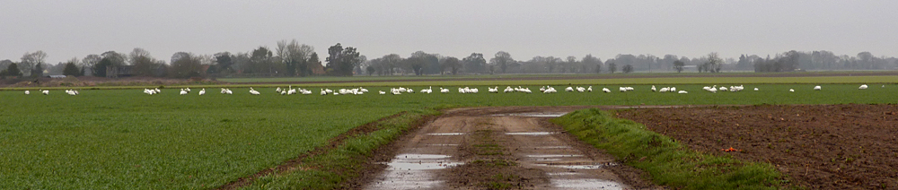 Bewick's Swans - Ludham Airfield