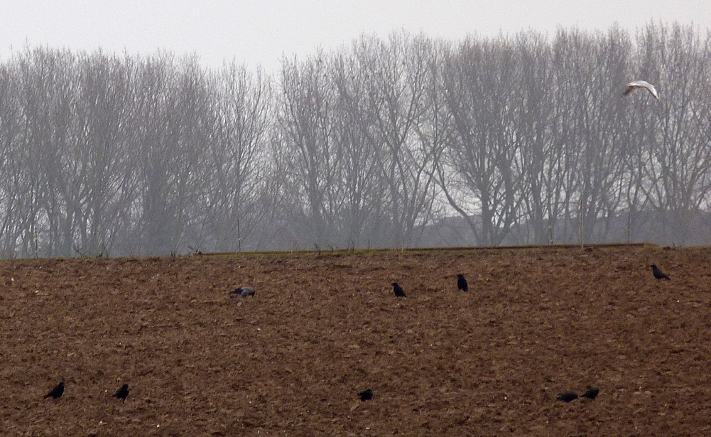 Hooded Crow - Mautby