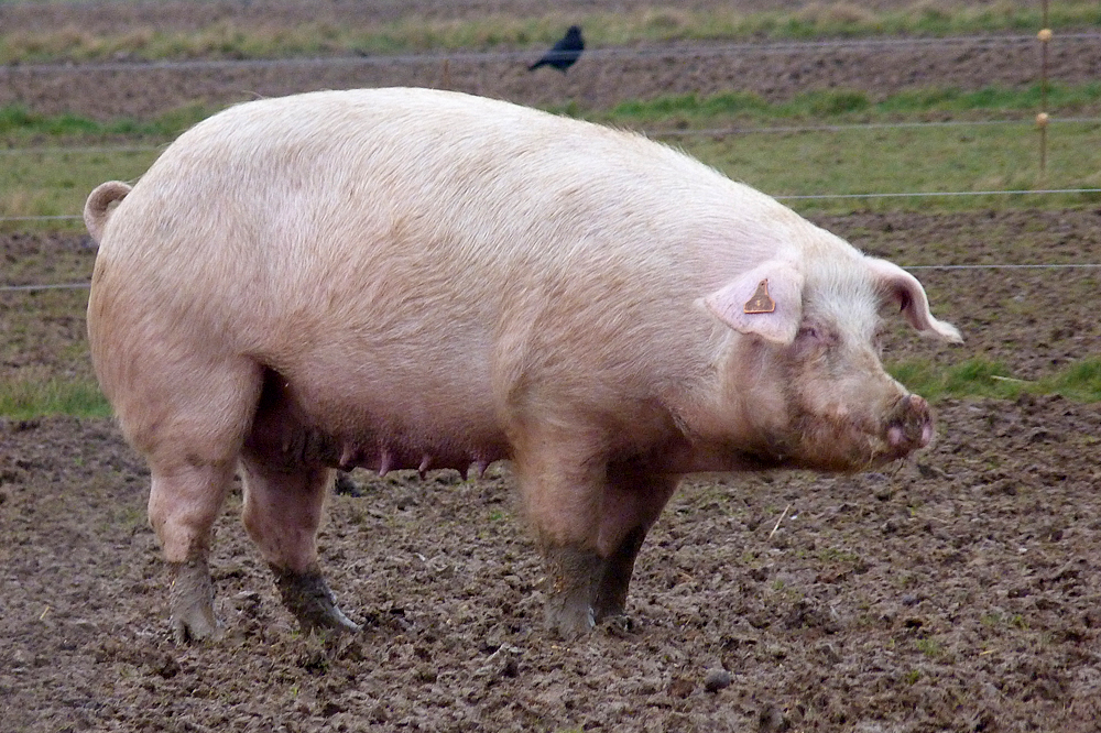 "All animals are equal, but some animals are more equal than others."