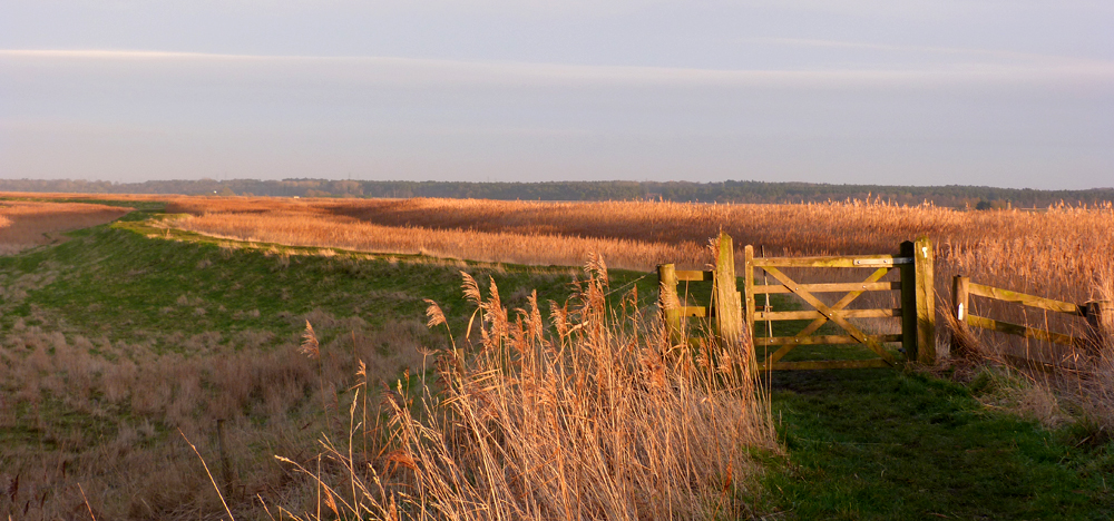 Halvergate Marshes from Reedham