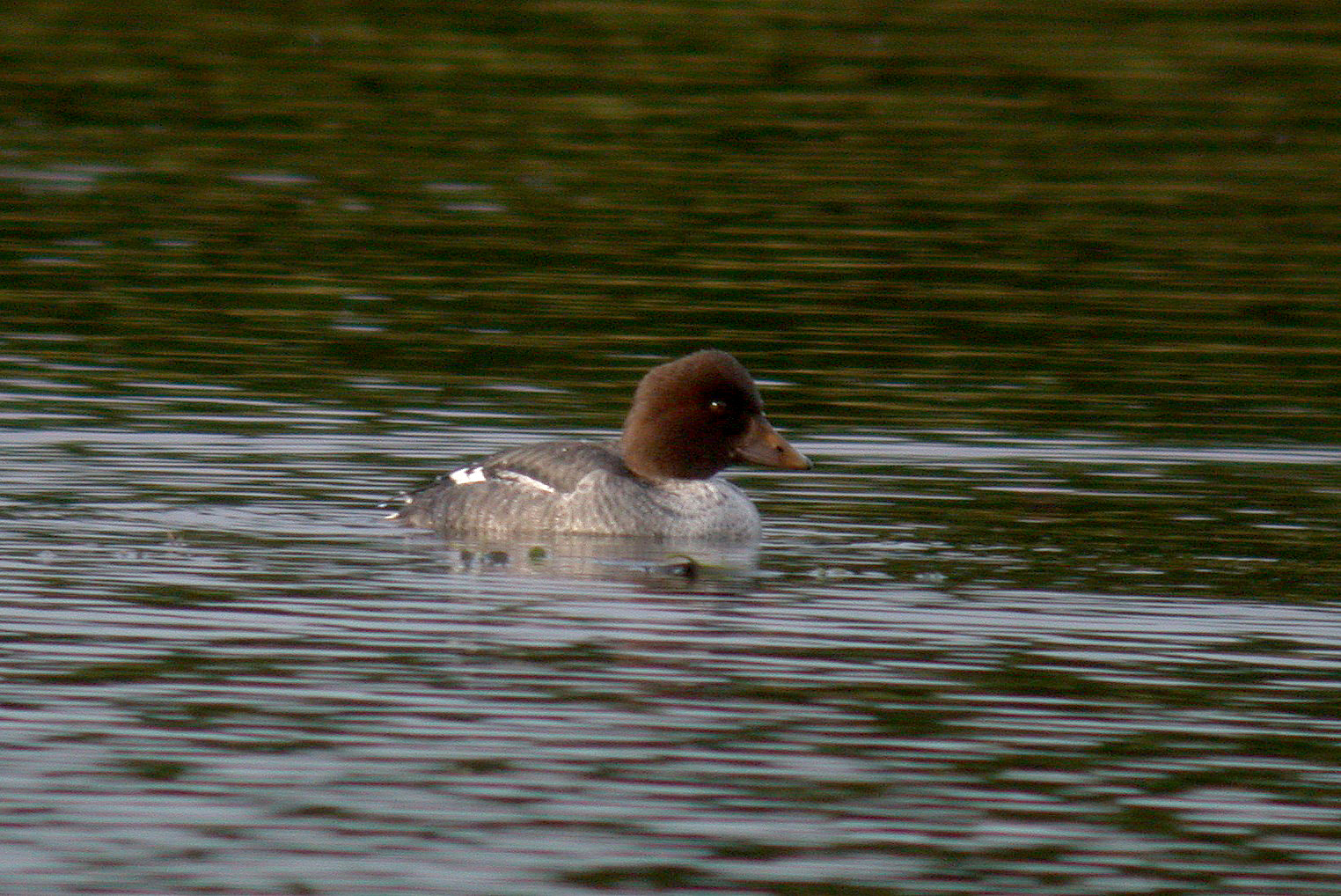 Goldeneye - Grande Mare - 21 Dec 10