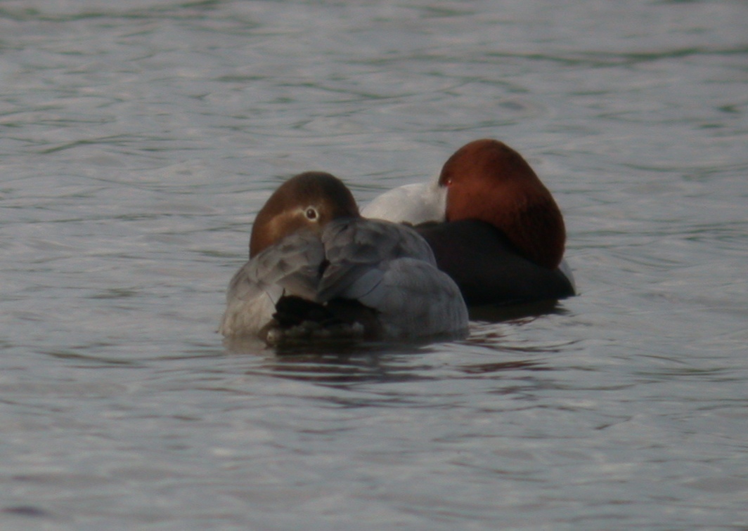 Pochards - Grande Mare - 21 Dec 10