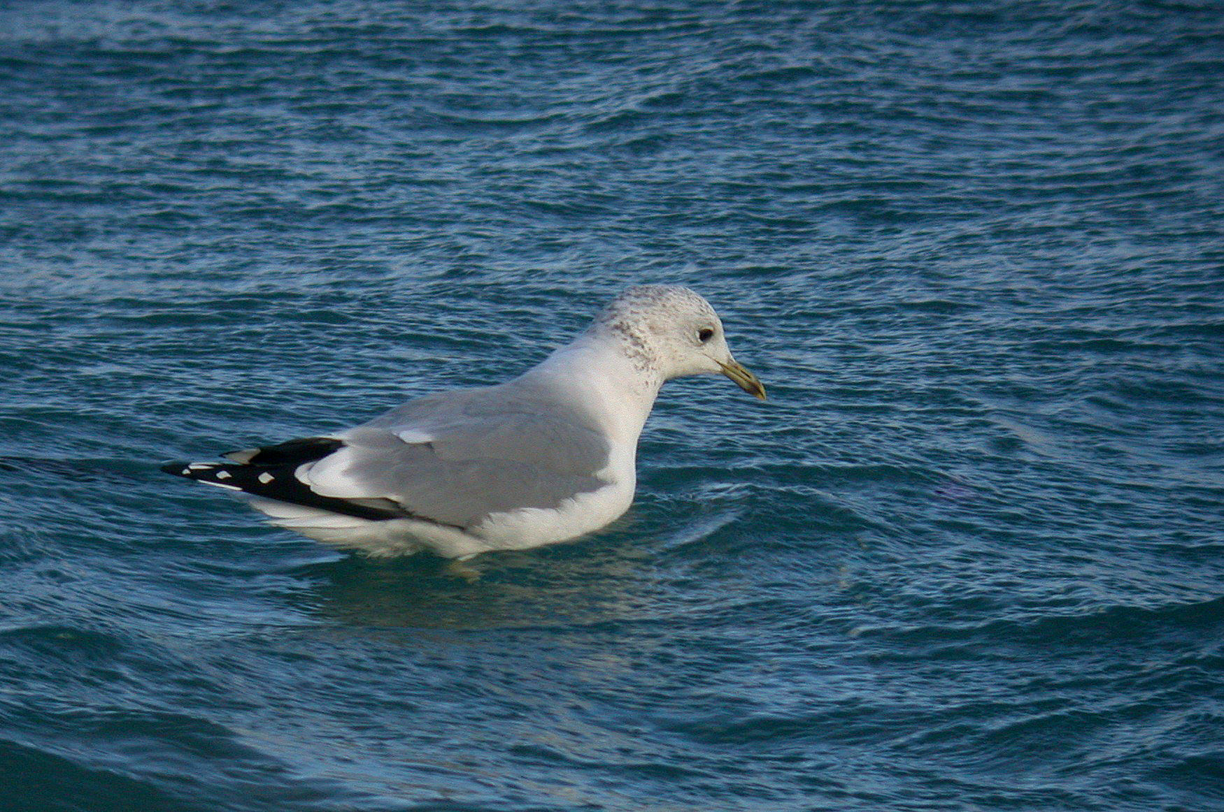 Common Gull - Chouet, 24 Dec 10