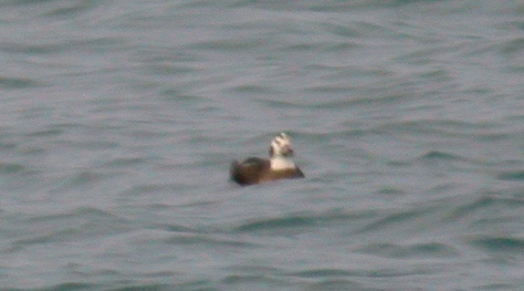 Long-tailed Duck - L'Ancresse Bay, 28 Dec 10