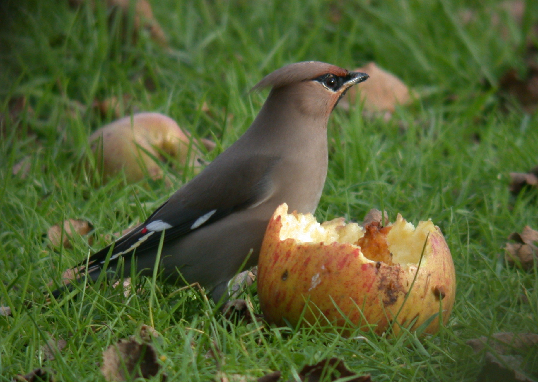 Waxwing - Rue Cohu , 31 Dec 10