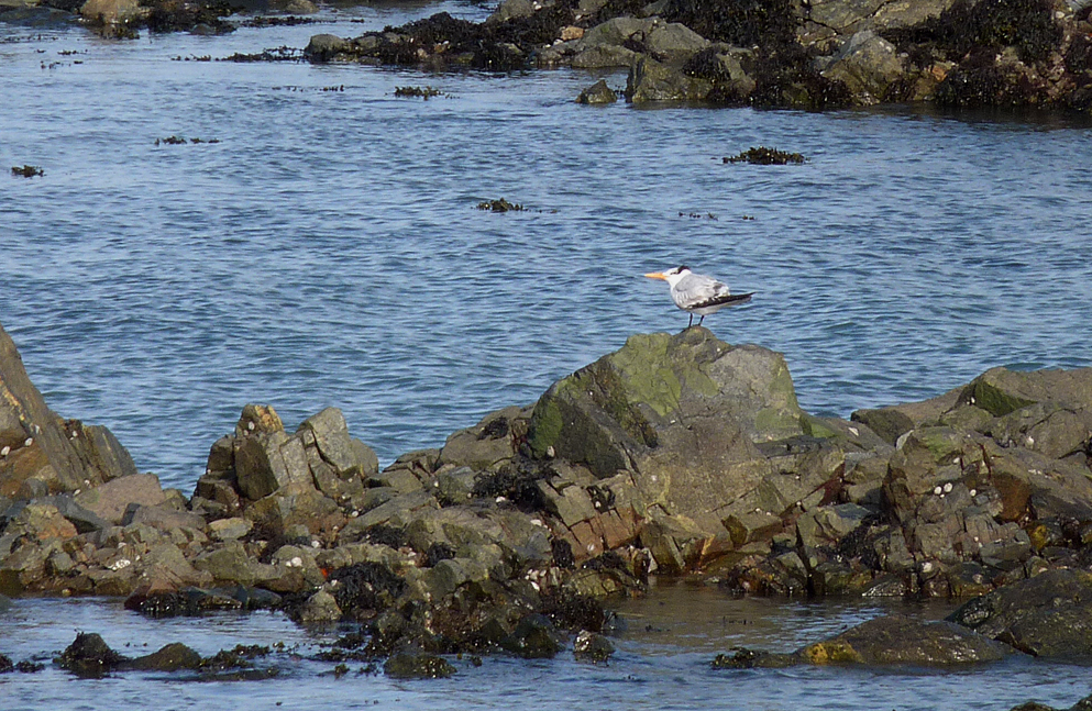 Royal Tern - Salerie, 8 Feb 17