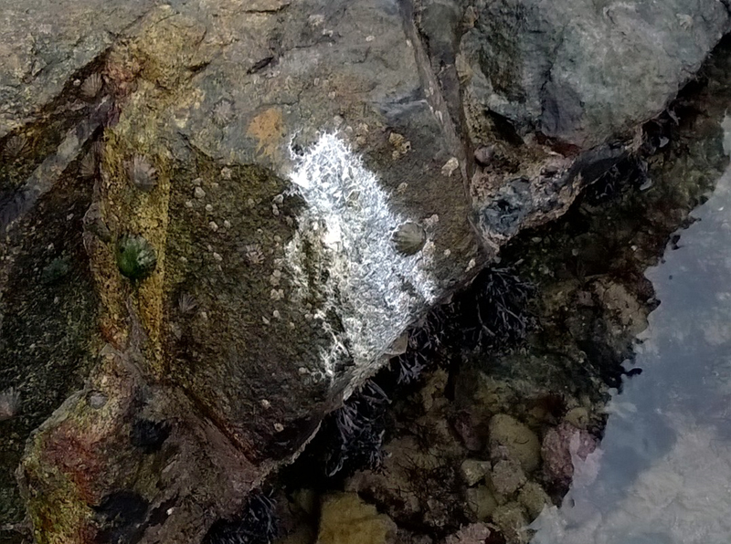 Royal Tern poop!