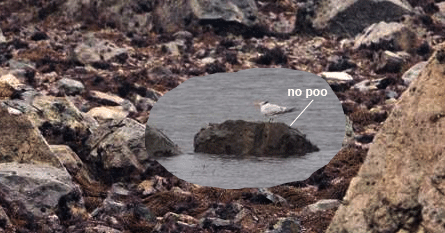 Andy's before and after shots that we used to locate the spot show that the poo in question had to be the Royal Tern's. You can see the pale vertical stripe of rock just to the left of the splatter (with the two limpets on it) in the above close-up photo too.
