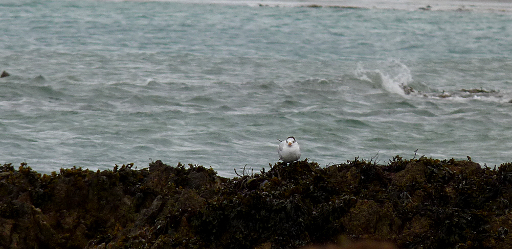 Royal Tern - Vazon, 26 Feb 17