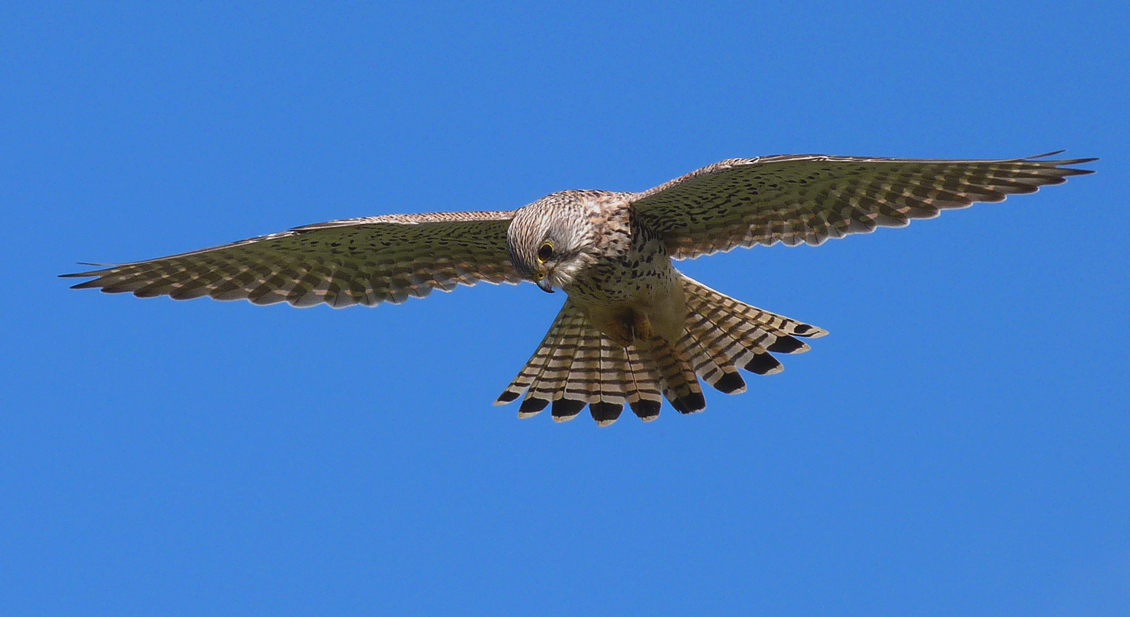 Kestrel - Fort Hommet, 22 Mar 17