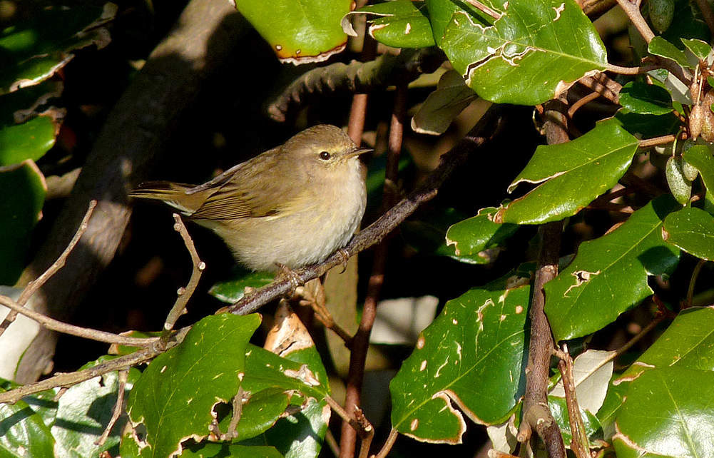 Chiffchaff - Rousse, 10 Mar 17