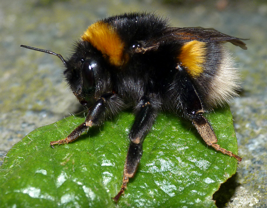 Buff-tailed Bumblebee - Garden, 4 Mar 17 - emerging from its winter slumbers.