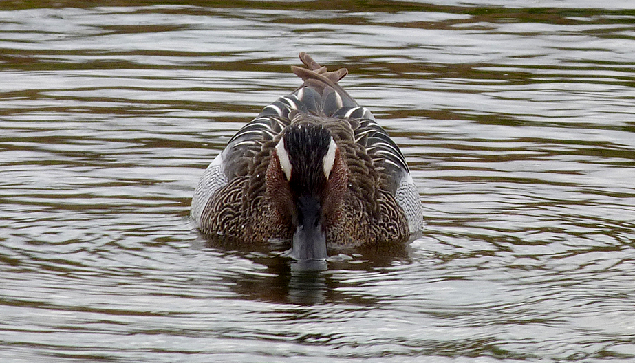Drake Garganey - Rue des Bergers, 17 Mar 17