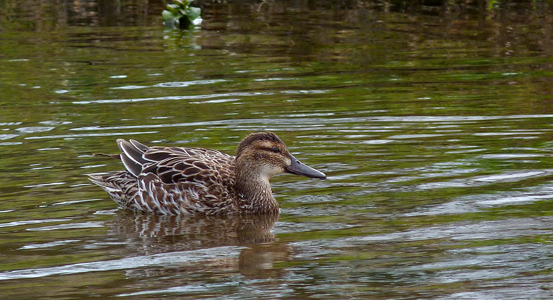 Female Garganey - Rue des Bergers, 17 Mar 17