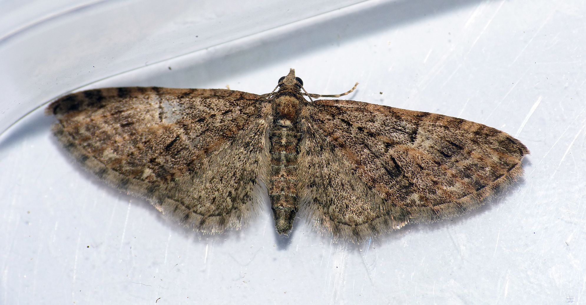Brindled Pug - Garden, 17 Mar 17