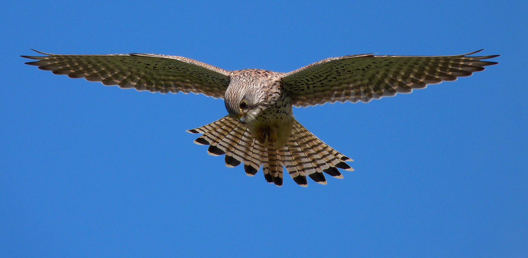 Kestrel - Fort Hommet, 22 Mar 17
