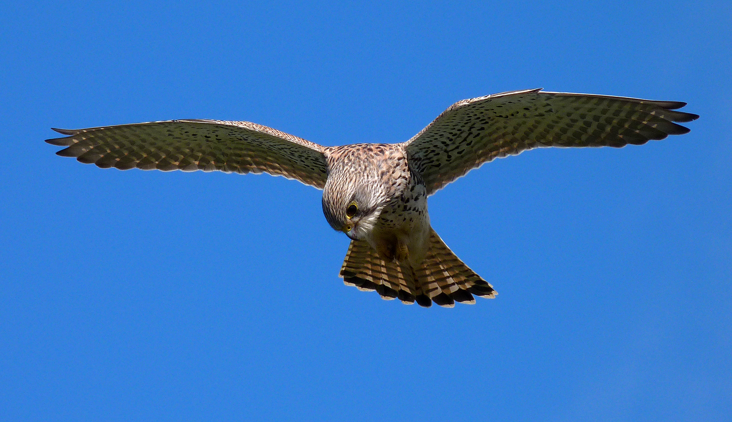Kestrel - Fort Hommet, 22 Mar 17