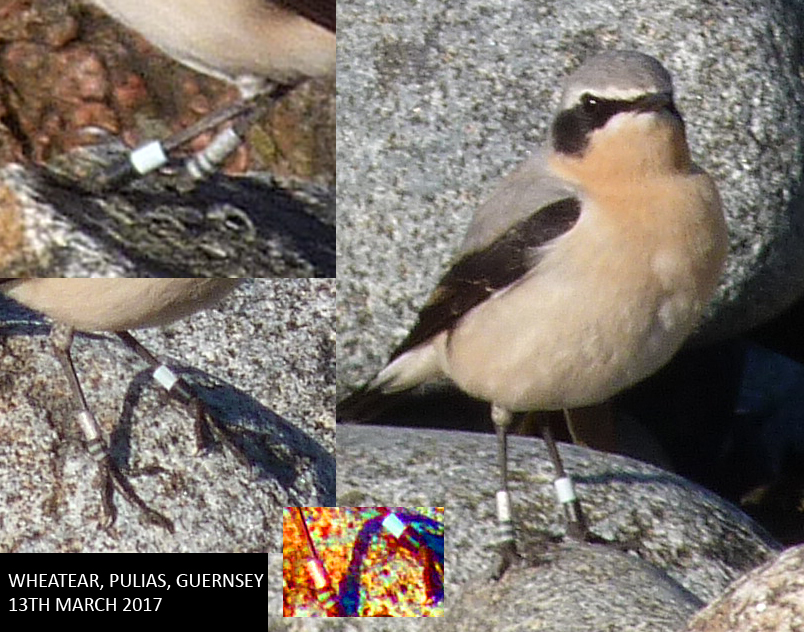 Colour-ringed Wheatear - Pulias, 13 Mar 17