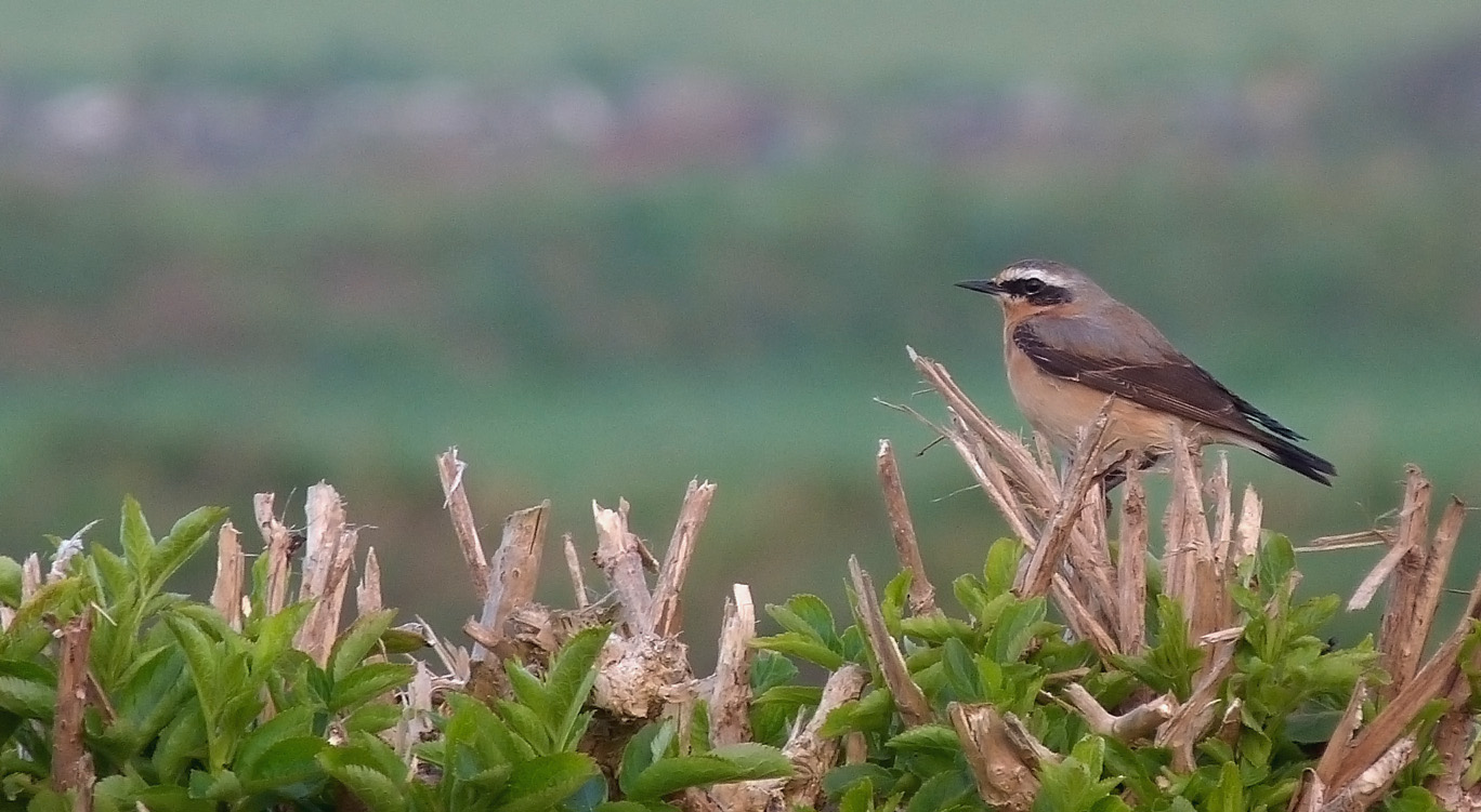 Wheatear - Mont Herault, 10 Apr 17